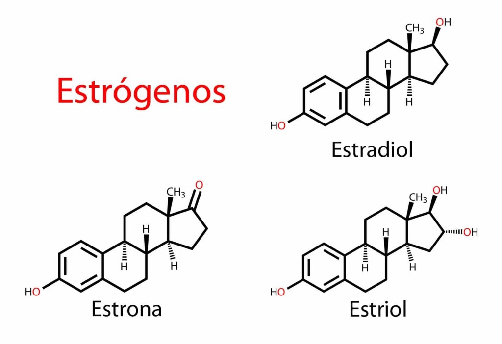 Resultado de imagen de estrogenos